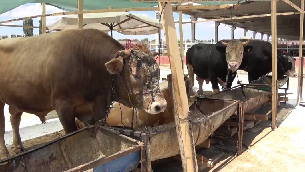 Et alacaklar dikkat! Bir ilde şap hastalığı nedeniyle et satışı durduruldu! 12